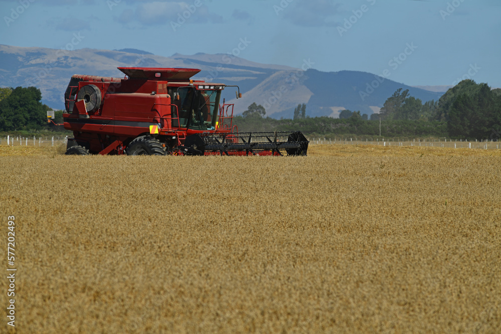 In the time of wheat harvest