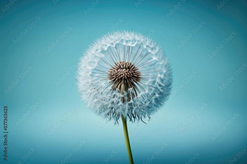 Dandelion Flower on Blue Background. Illustration AI Generative