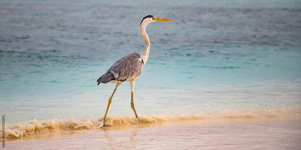 great Blue Heron by the sea