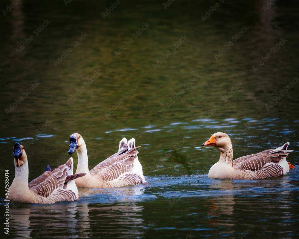 The African Goose