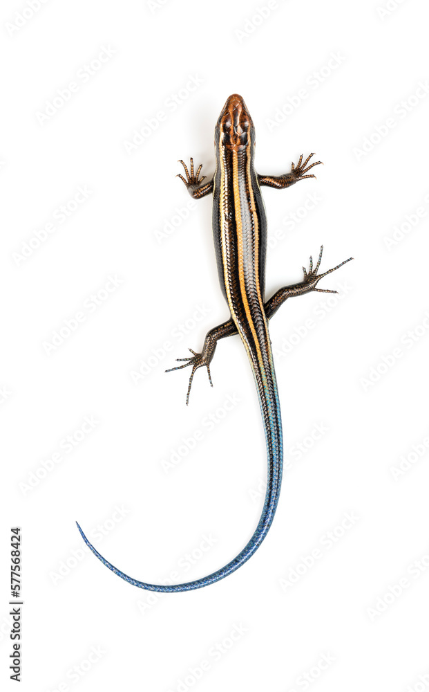 Japanese five-lined skink on White Background