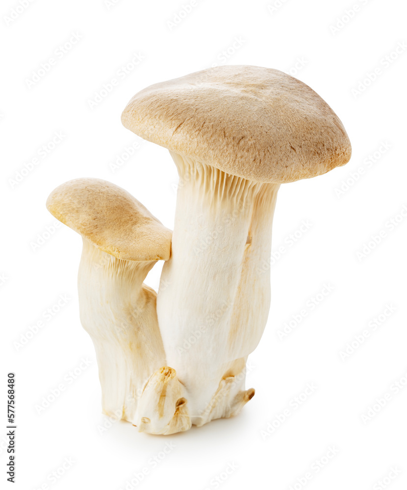 eryngii mushrooms placed on a white background.