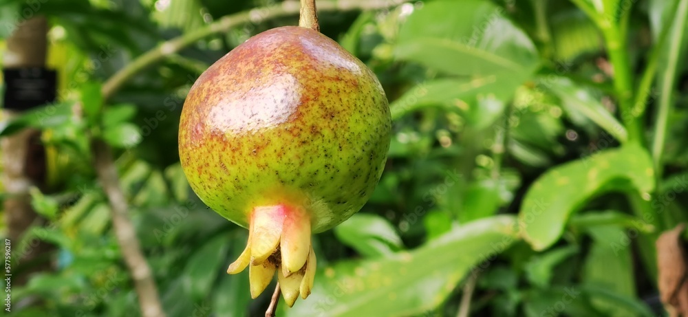 Young pomegranate