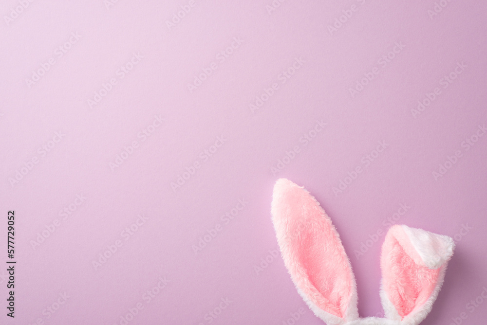 Easter celebration concept. Top view photo of fluffy easter bunny ears on isolated lilac background 