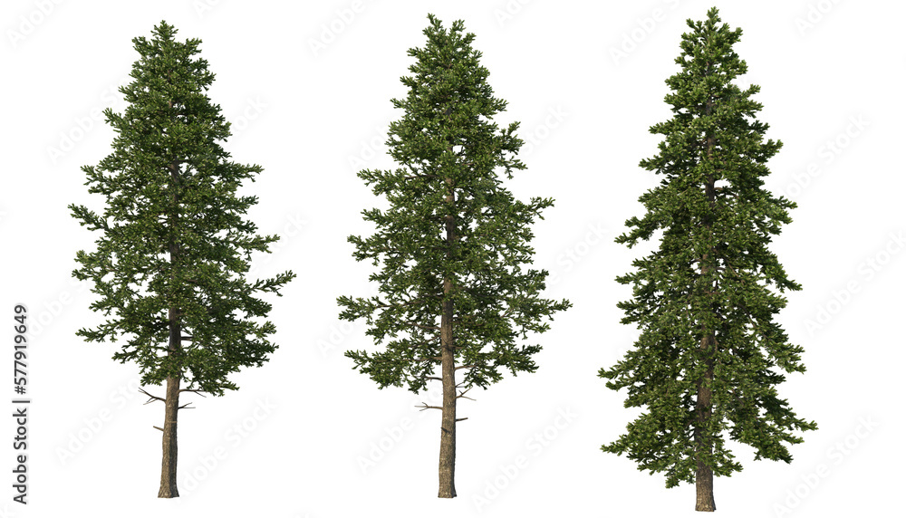 A variety of coniferous trees on a transparent background.