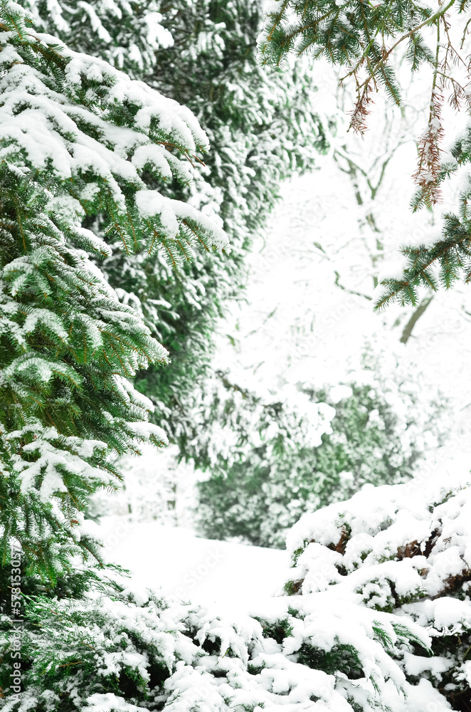 Fir tree branches covered with snow in forest on winter day, closeup