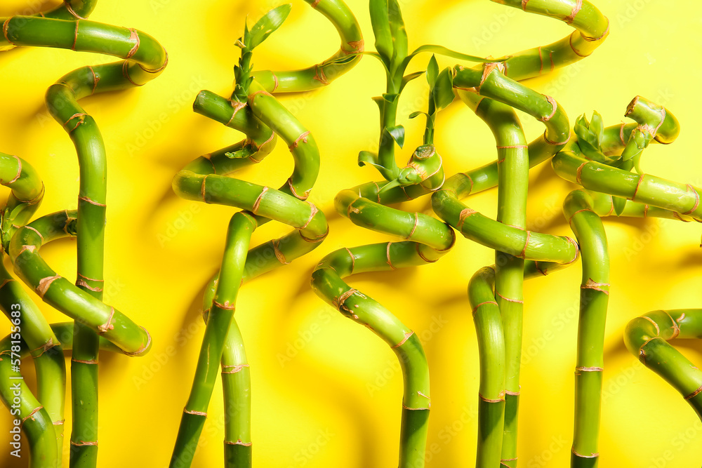 Bamboo branches on yellow background