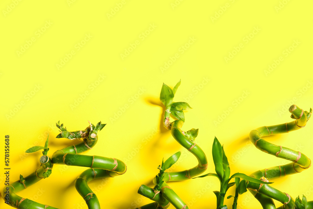 Bamboo branches on yellow background