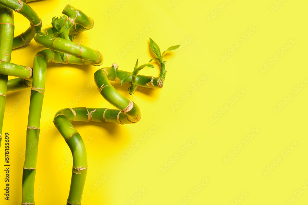 Bamboo branches on yellow background