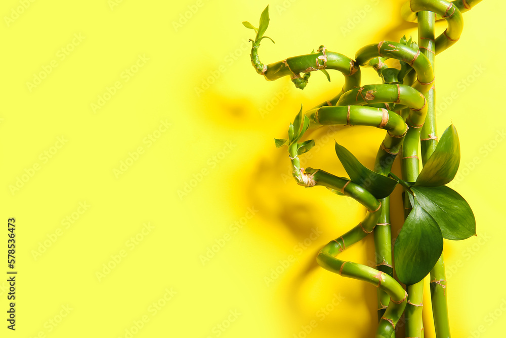 Bamboo branches on yellow background