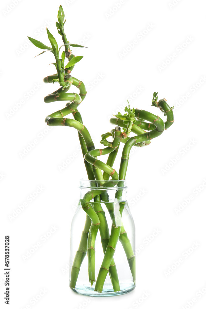 Bamboo plant in vase isolated on white background