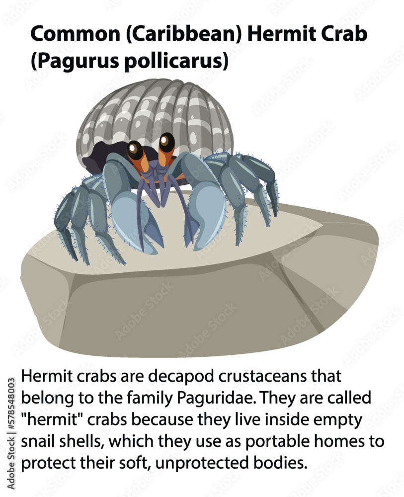 Common Hermit Crab Rocky Shore Animal