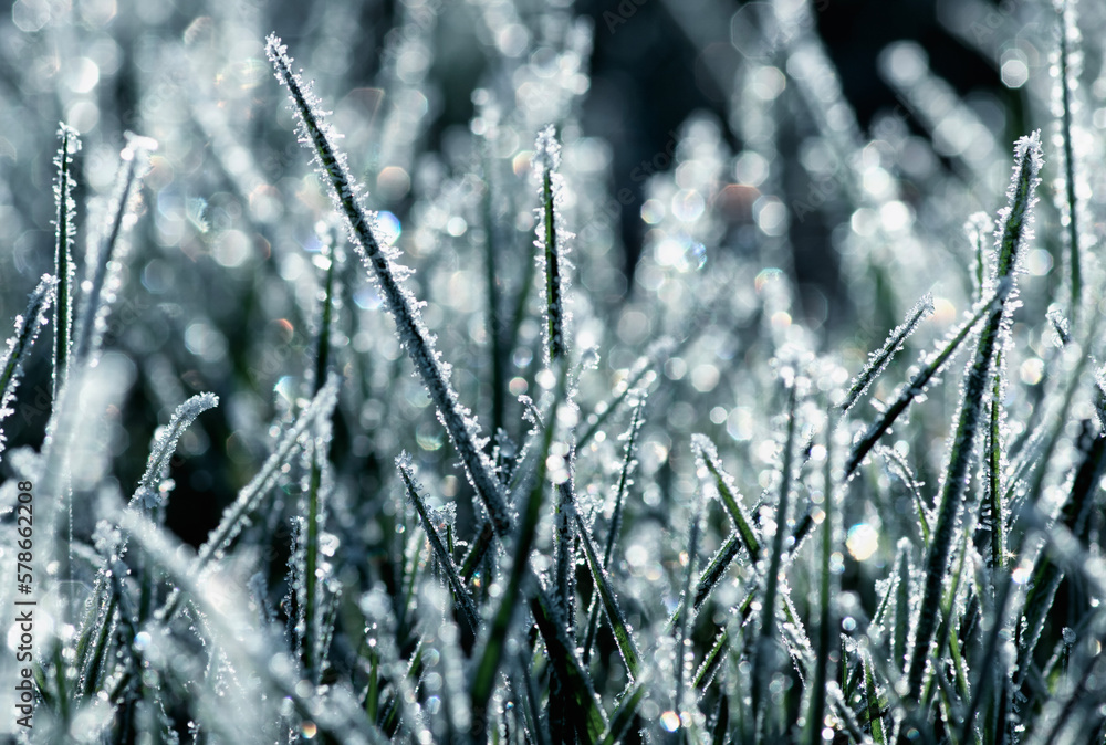 Close up frozen ice on grass