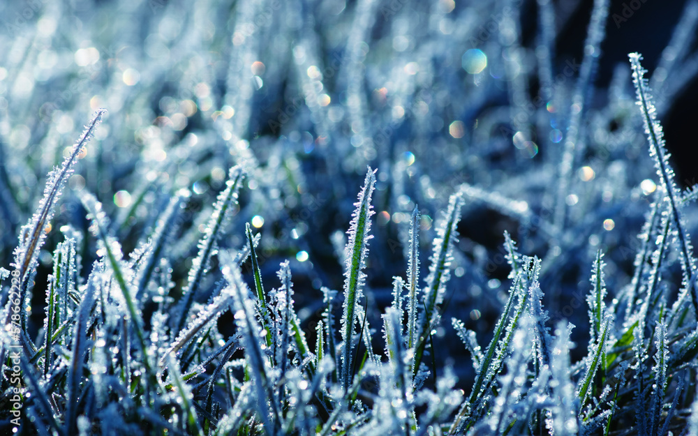 Frost on the plants. Ice grass. Beautiful winter background