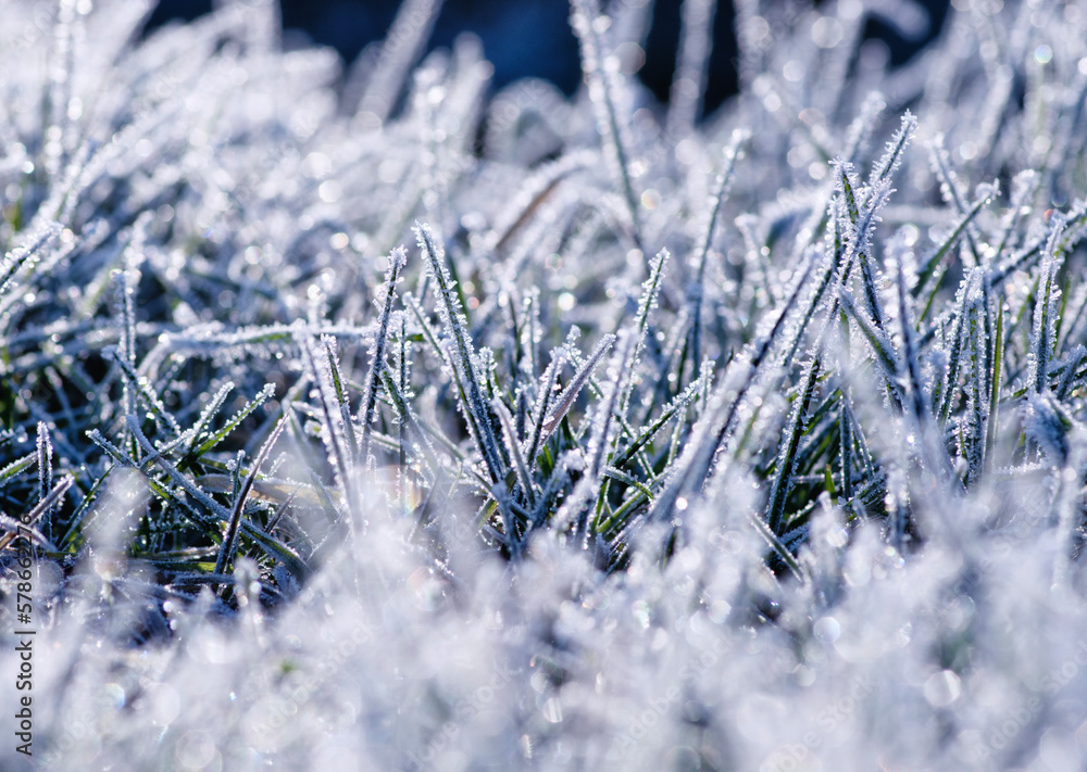 Green grass with morning frost