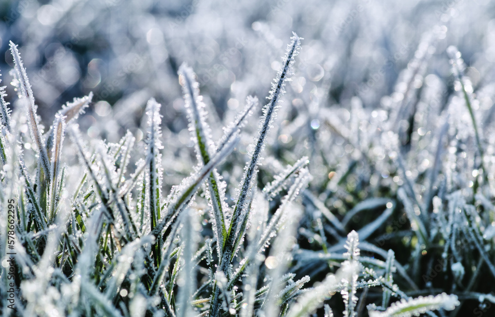 Winter background, morning frost in the grass