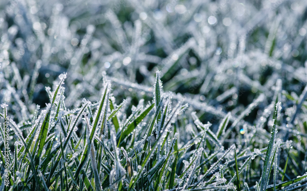 Frost on the plants. Ice grass. Beautiful winter background