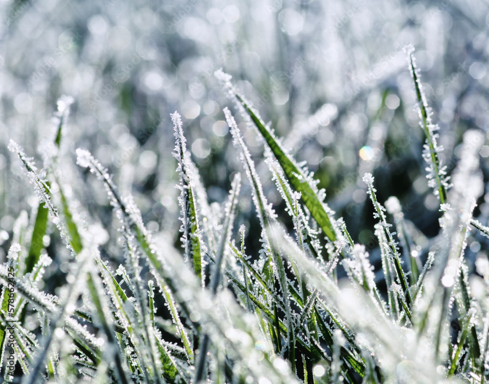 Frost on the plants. Ice grass. Beautiful winter background