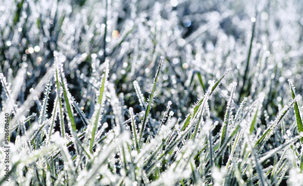 Winter background, morning frost in the grass