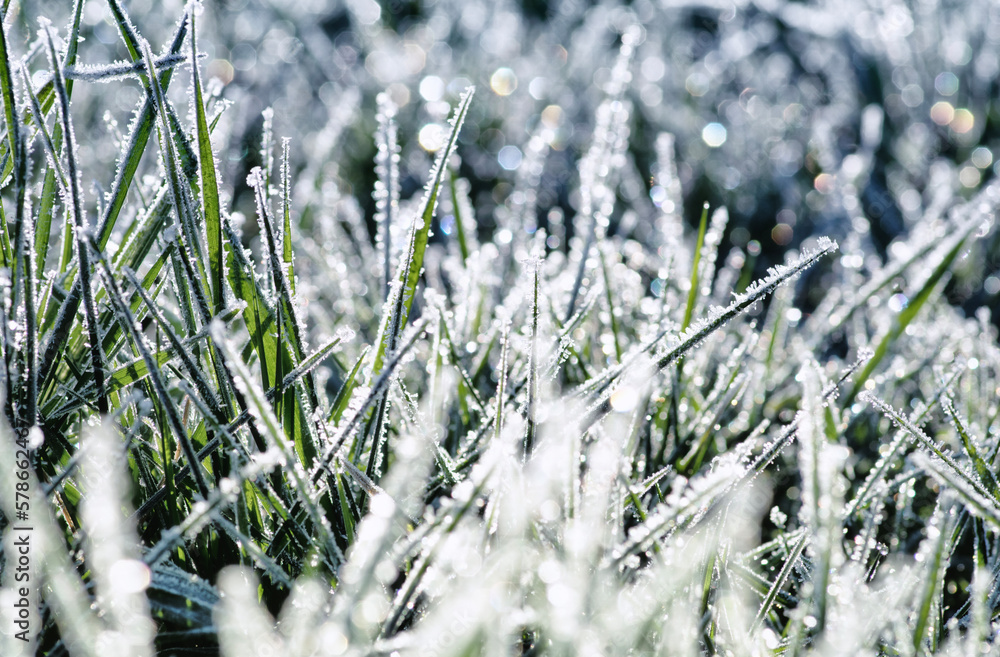 Winter background, morning frost in the grass