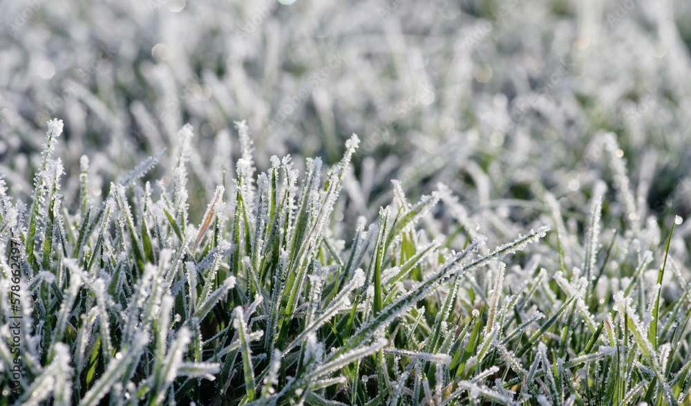 Winter background, morning frost in the grass