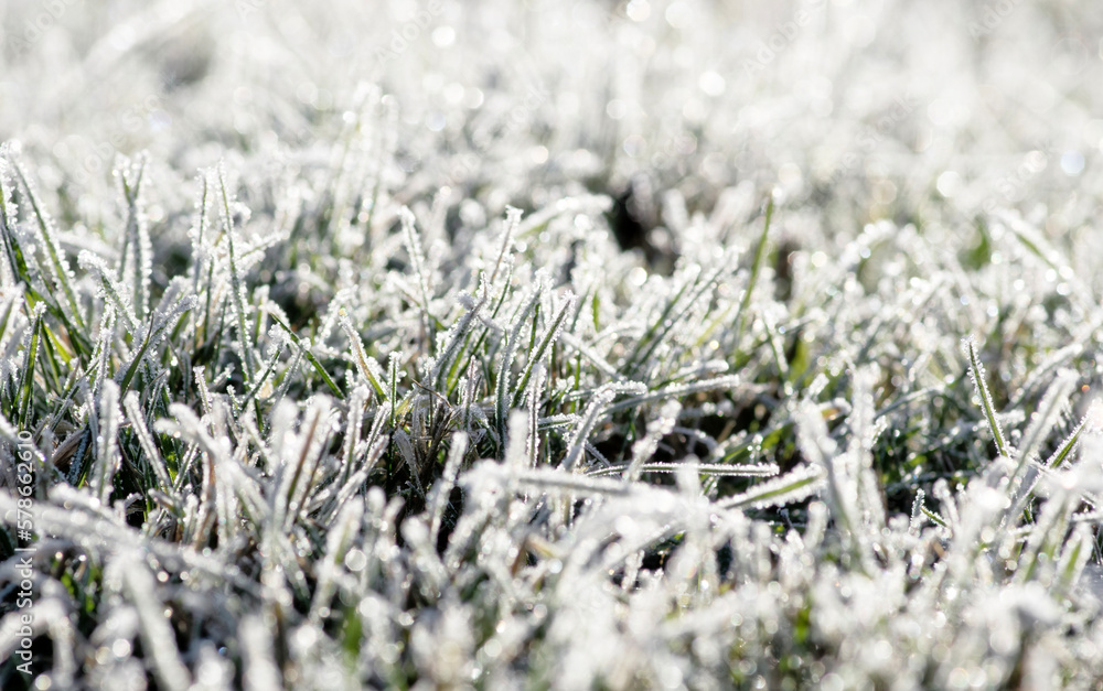  frost on the grass in the field