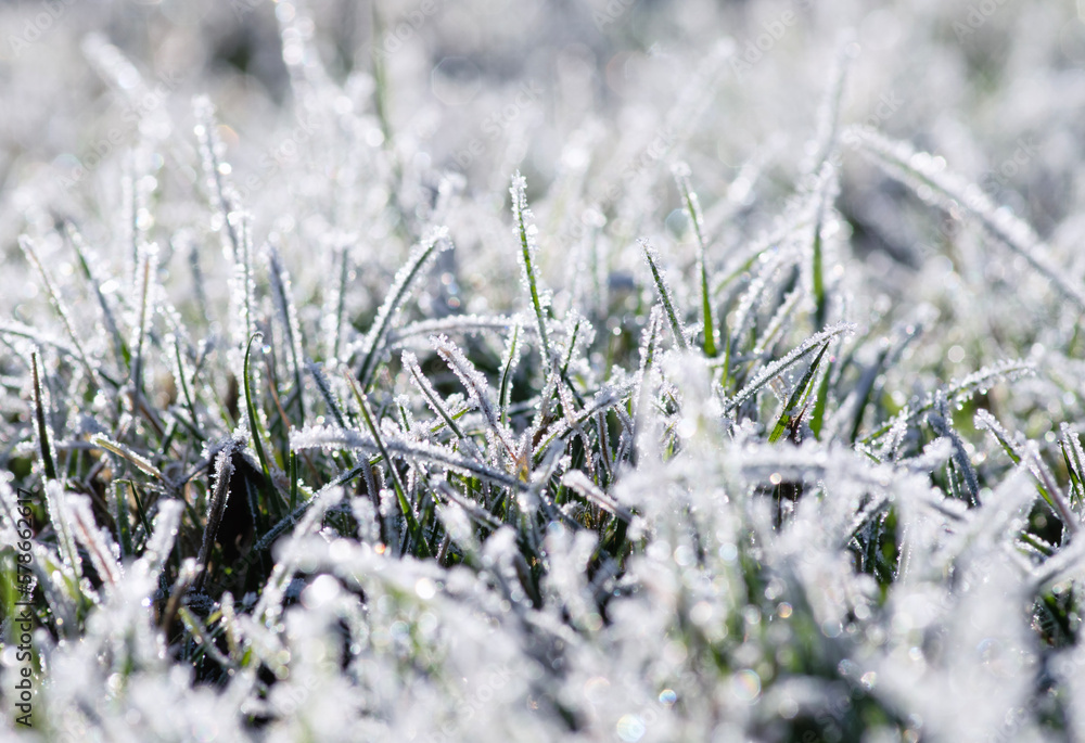  frost on the grass in the field