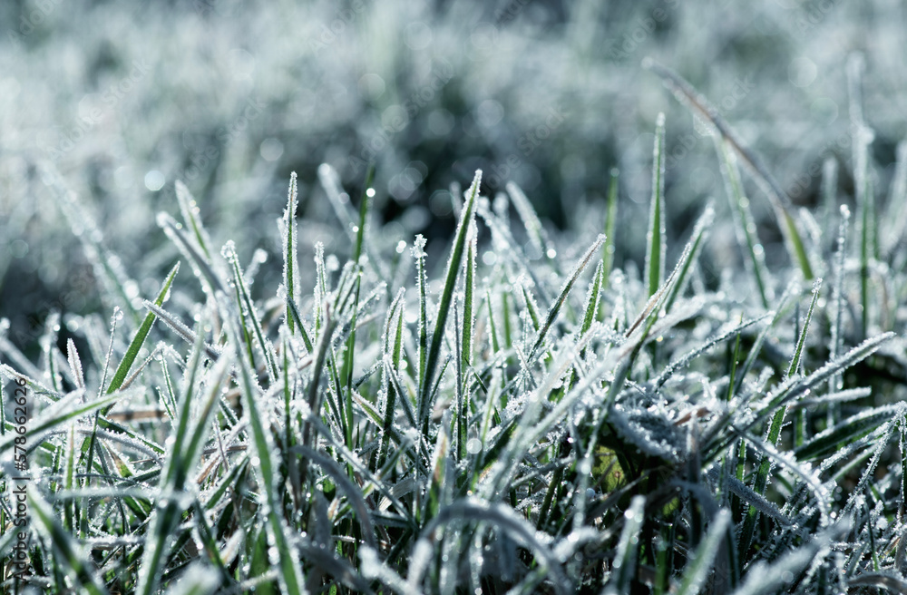 Frost on the plants. Ice grass. Beautiful winter background