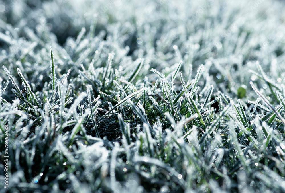 Close up frozen ice on grass