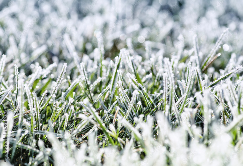  frost on the grass in the field