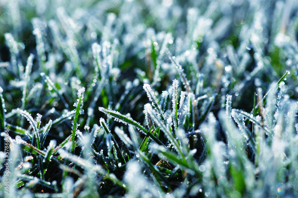 Green grass with morning frost