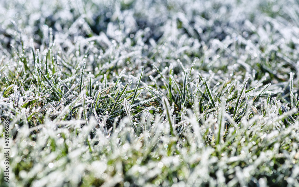  frost on the grass in the field