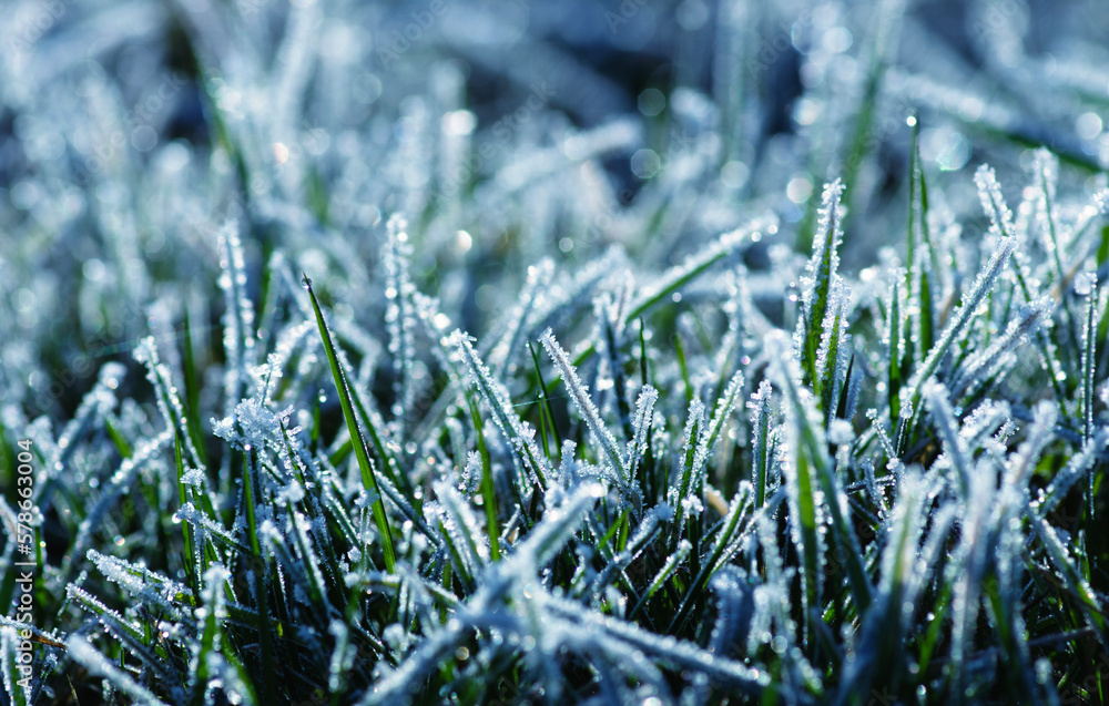  frost on the grass in the field