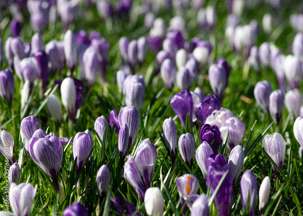 purple crocus flowers in a grass