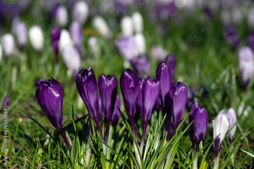 purple crocus flowers in a grass