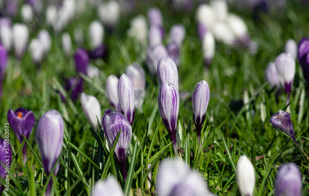 purple crocus flowers in a grass