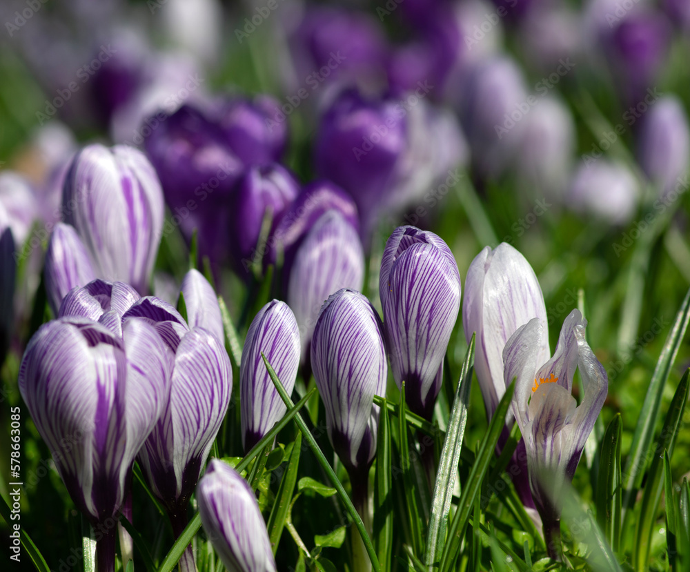 purple crocus flowers in a grass