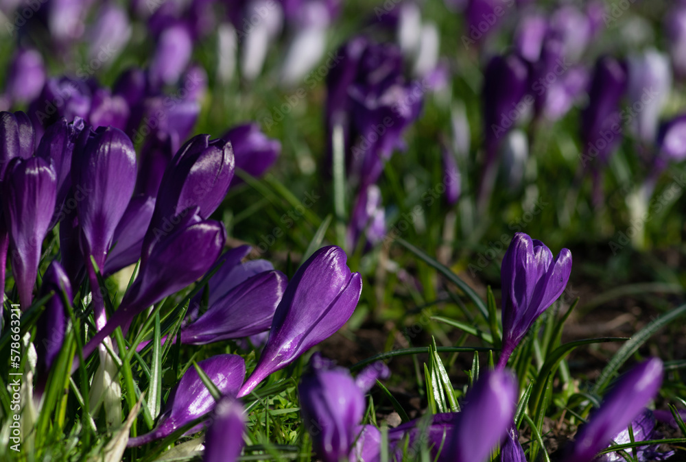 purple crocus flowers in a grass