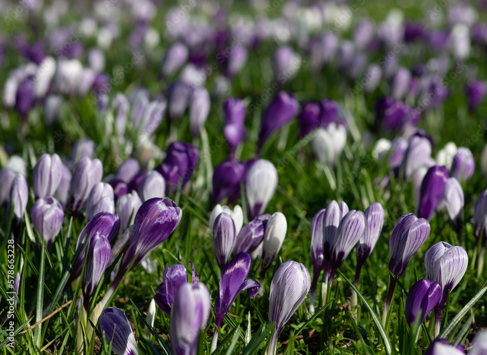 purple crocus flowers in a grass