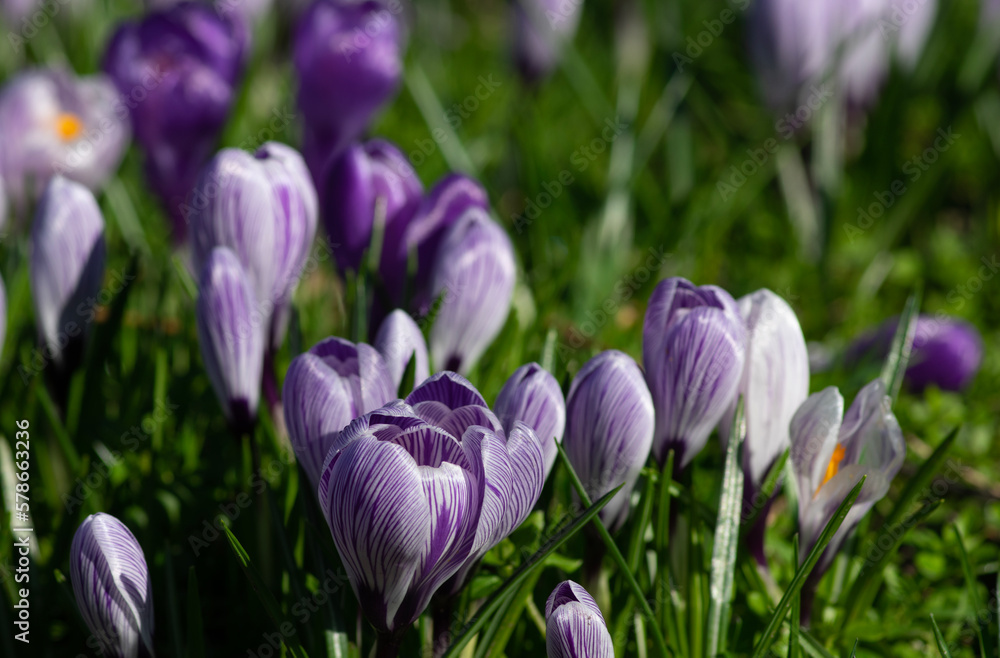 purple crocus flowers in a grass