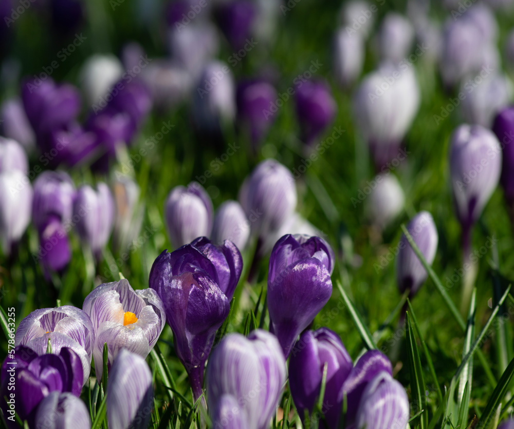 purple crocus flowers in a grass