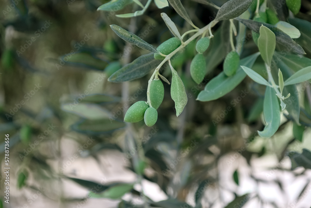 Tree branches with green olives and leaves outdoors, closeup