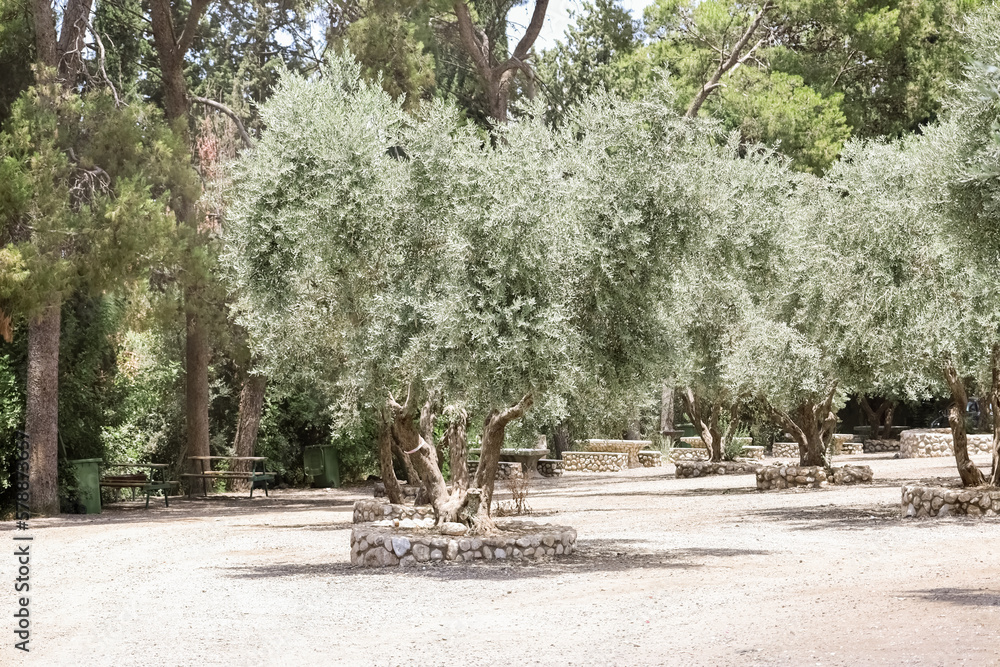 View of beautiful olive trees in park