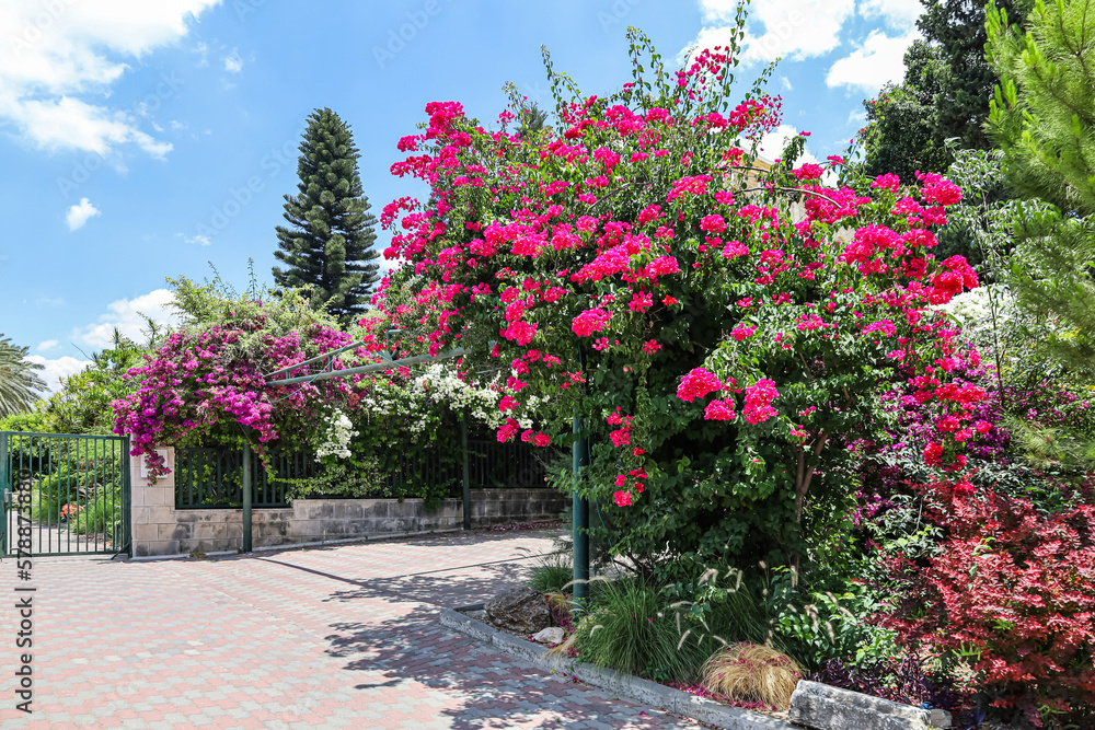 View of beautiful pink flowers in park