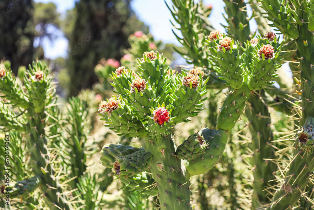 View of green cacti with blooming flowers outdoors, closeup