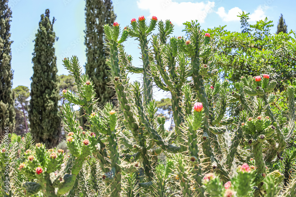 View of green cacti with blooming flowers outdoors, closeup