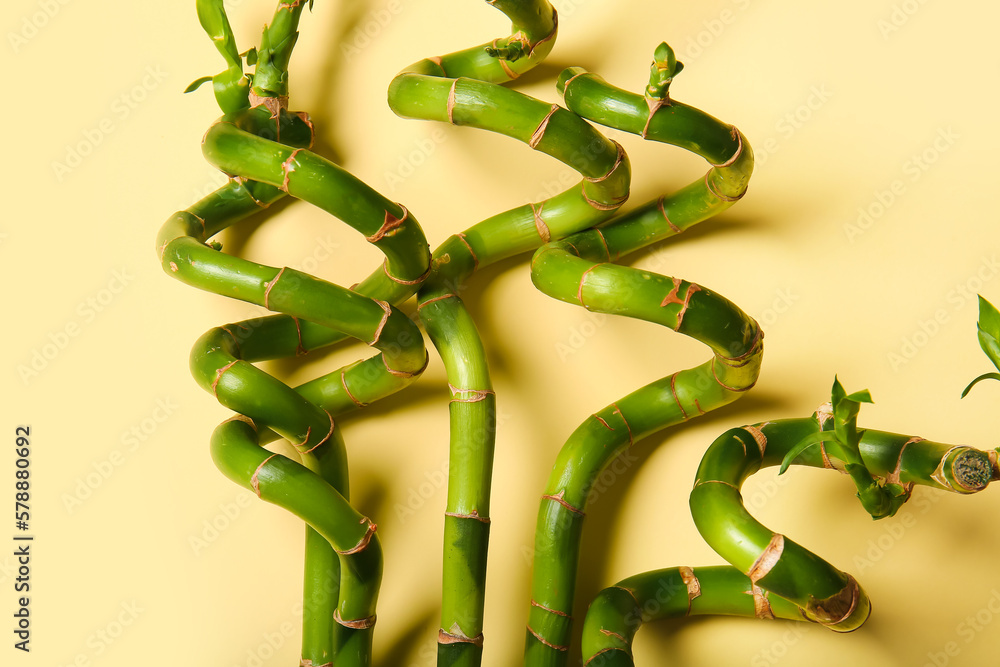 Bamboo branches on beige background