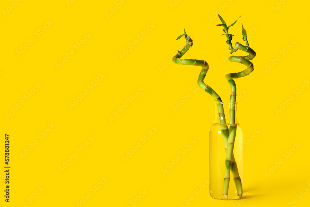 Bamboo plant in vase on yellow background