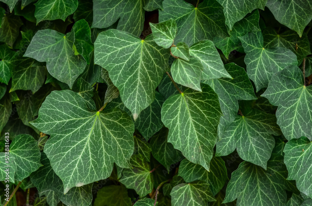 View of green ivy leaves outdoors, closeup