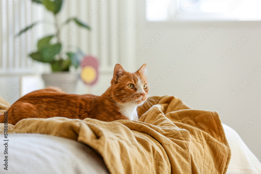 Cute red cat lying on blanket in bedroom